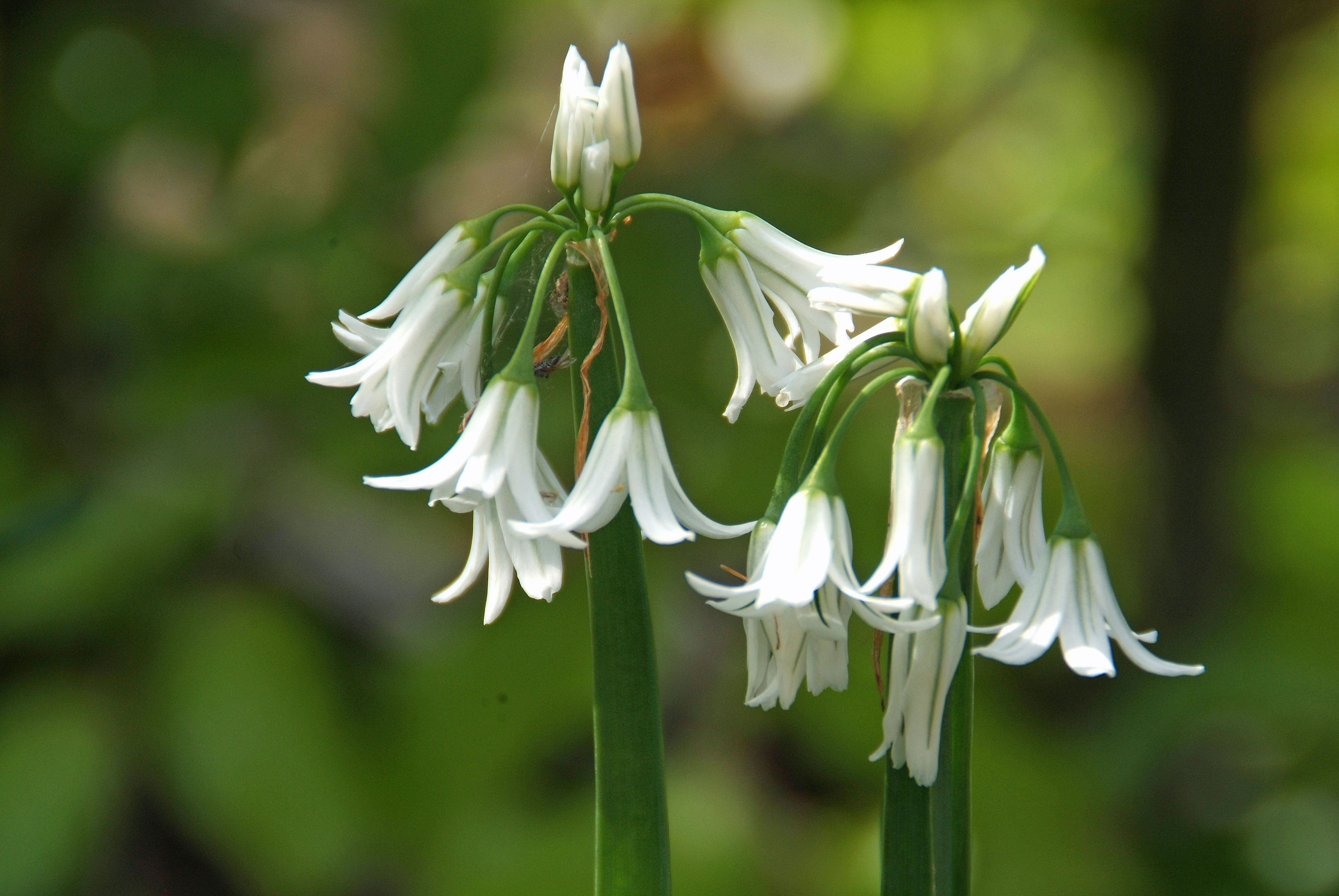 Allium triquetrumDriekantig look bestellen